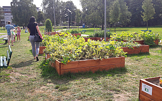 Mieszkańcy Elbląga chętnie korzystali z miejskiego ogródka warzywnego